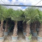 Palma konopná (Trachycarpus fortunei) - výška kmeňa 80-90 cm, celková výška 180-220 cm, kont. C70L (-17°C)